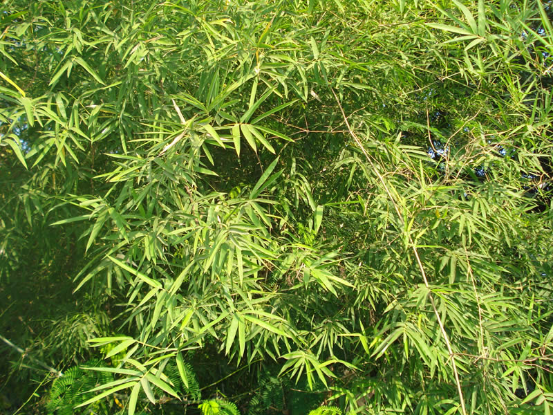 Dendrocalamus strictus-grass