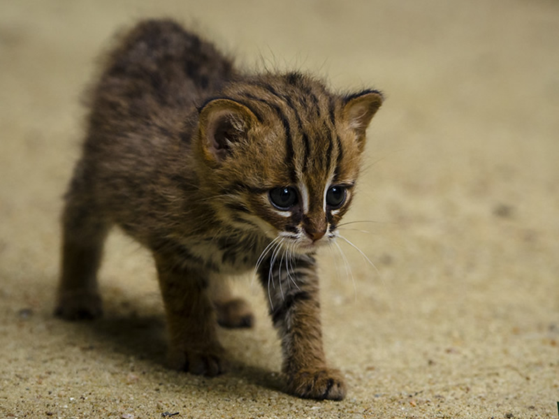 rusty-spotted-cat
