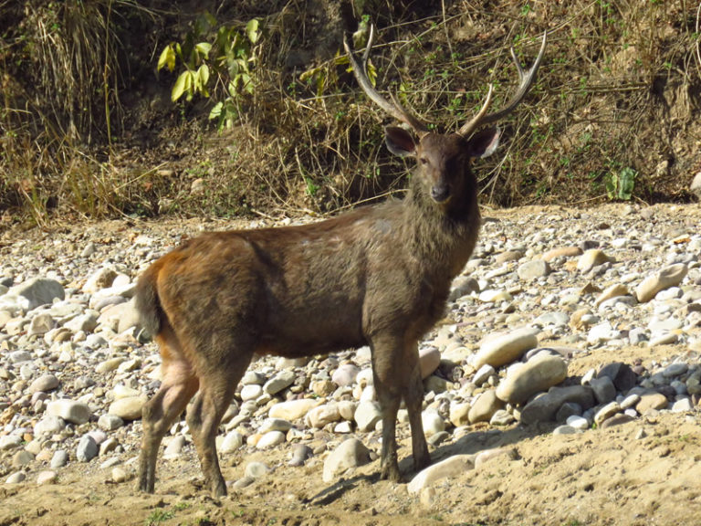 ANIMALS FOUND IN RAJAJI NATIONAL PARK | RAJAJI NATIONAL PARK