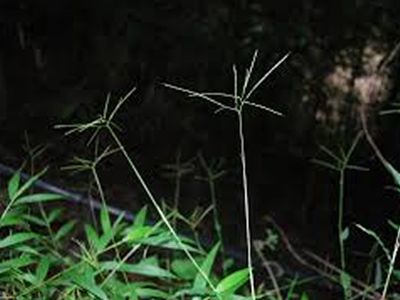 arthraxon-lancifolius-grass