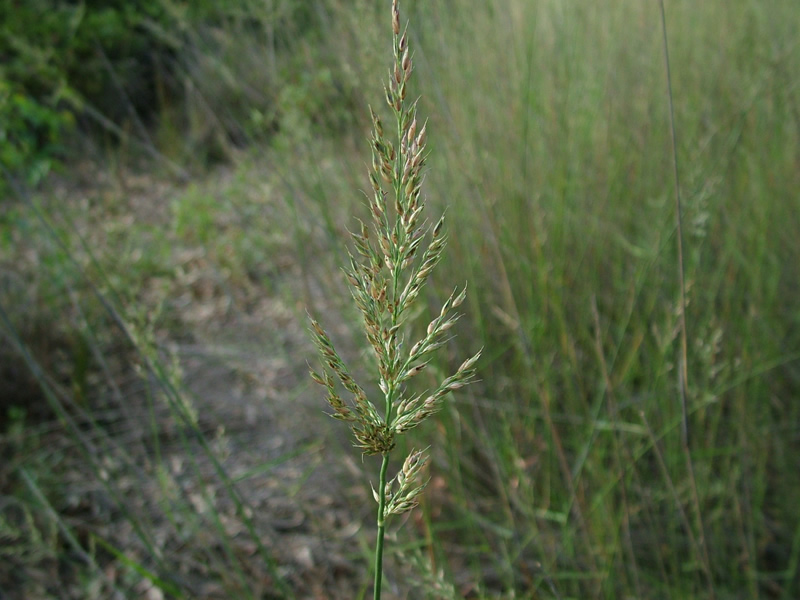 arundinella-bengalensis-grass