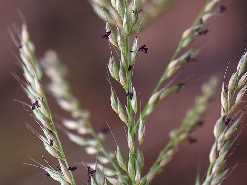 arundinella-nepalensis-grass