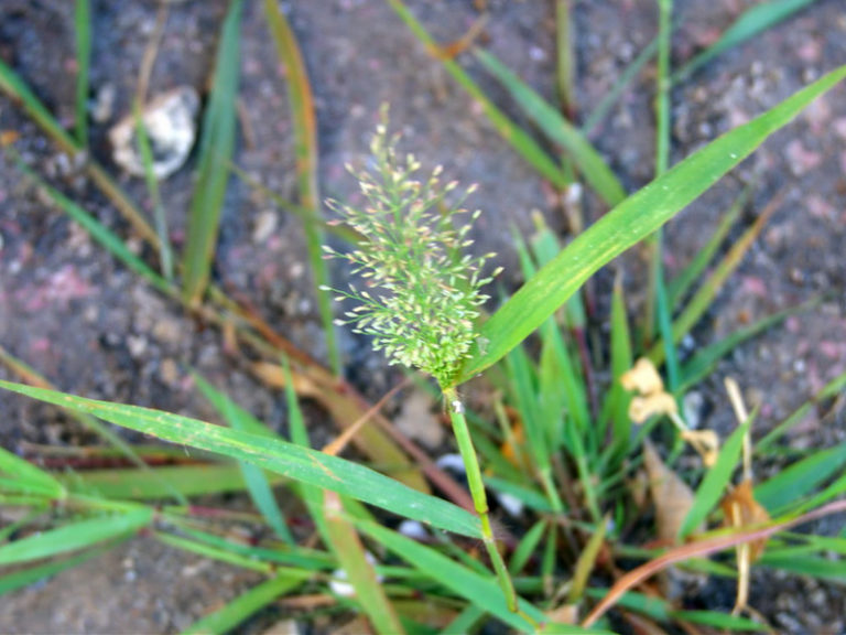 Arundinella pumila grass at Rajaji National Park | RAJAJI NATIONAL PARK