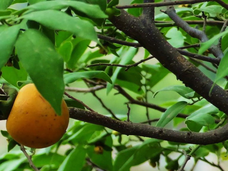 Bis-Tendu Tree at Rajaji National Park | RAJAJI NATIONAL PARK