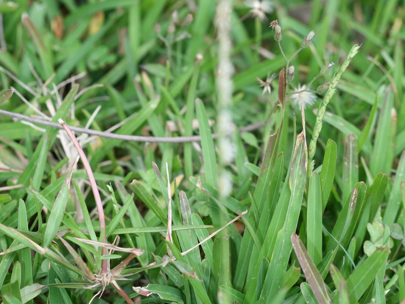 bothriochloa-pertusa-grass