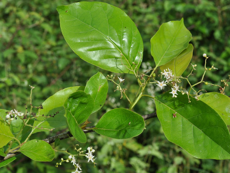 Chamror Tree at Rajaji National Park | RAJAJI NATIONAL PARK