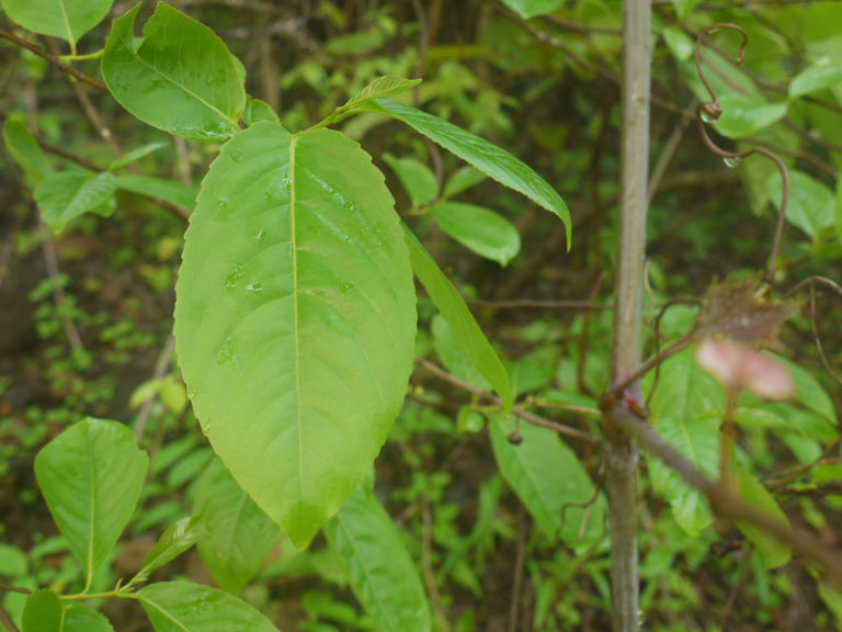 Chilla Tree at Rajaji National Park | RAJAJI NATIONAL PARK