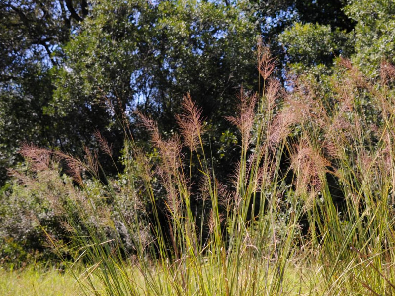 chrysopogon-fulvus-grass