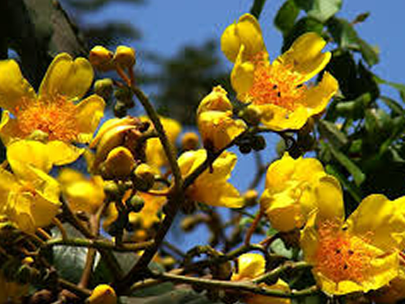 Cochlospermum religiosum rare plants at Rajaji National Park | RAJAJI  NATIONAL PARK