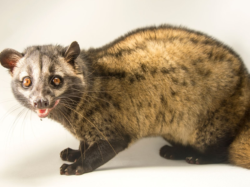 common-palm-civet-or-toddy-cat