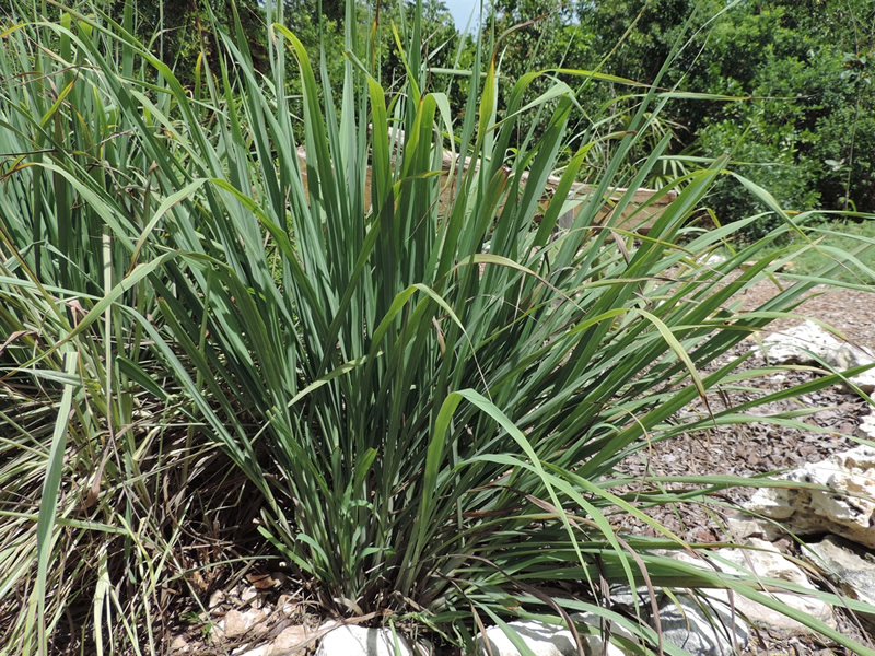 cymbopogon-flexuosus-grass