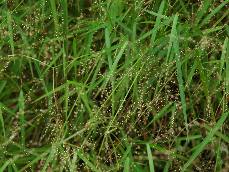 cyrtococcum-accrescens-grass