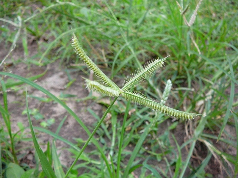 cytococcum-pantens-grass