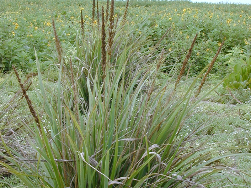 desmostachya-bipinnata-grass