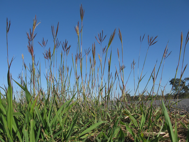 dichanthium-annulatum-grass