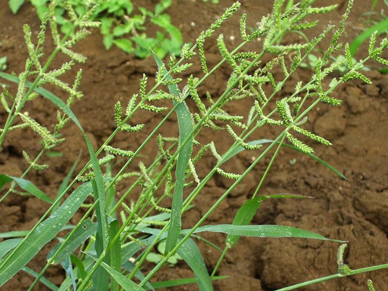 echinochloa-colonum-grass