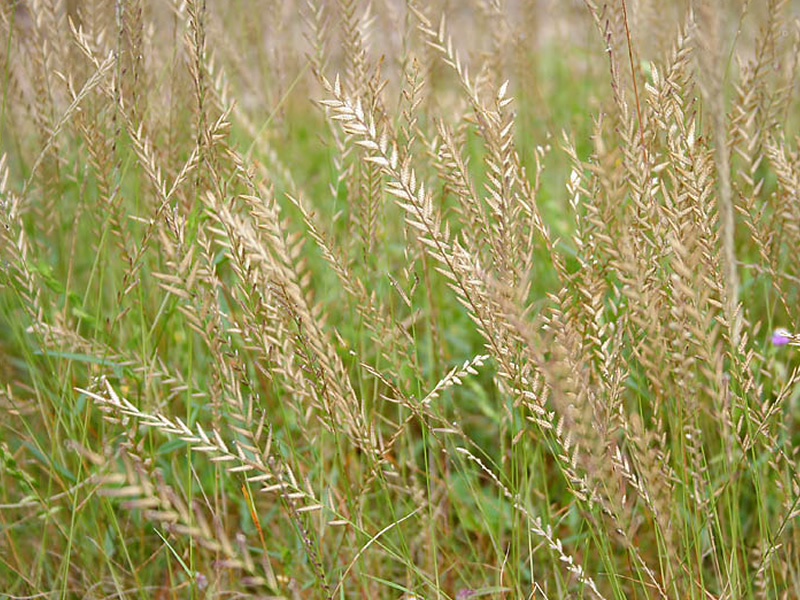 eragrostiella-nardoides-grass