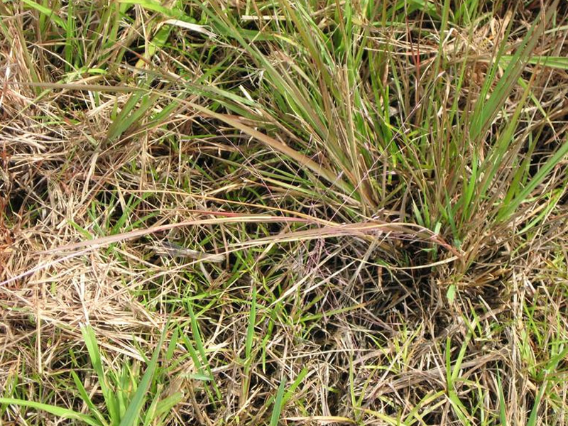 eragrostis-atrovirens-grass