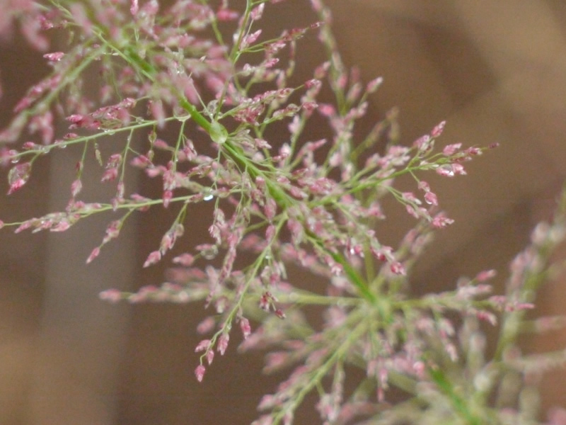 eragrostis-japonica-grass