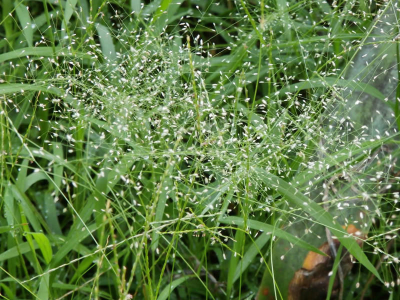 eragrostis-tenella-(senegal-grass