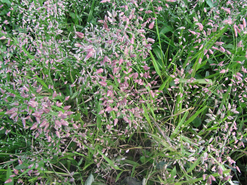 eragrostis-unioloides-grass