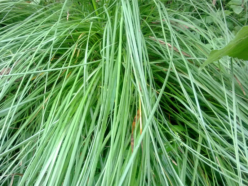 eulaliopsis-binata-grass