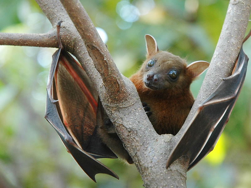 fulvous-fruit-bat