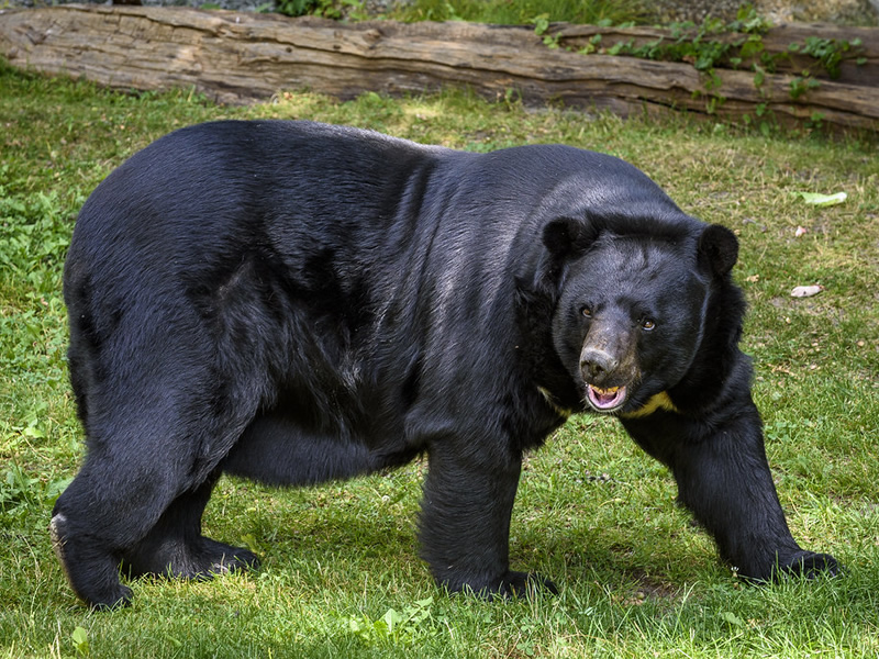 himalayan-or-asiatic-black-bear