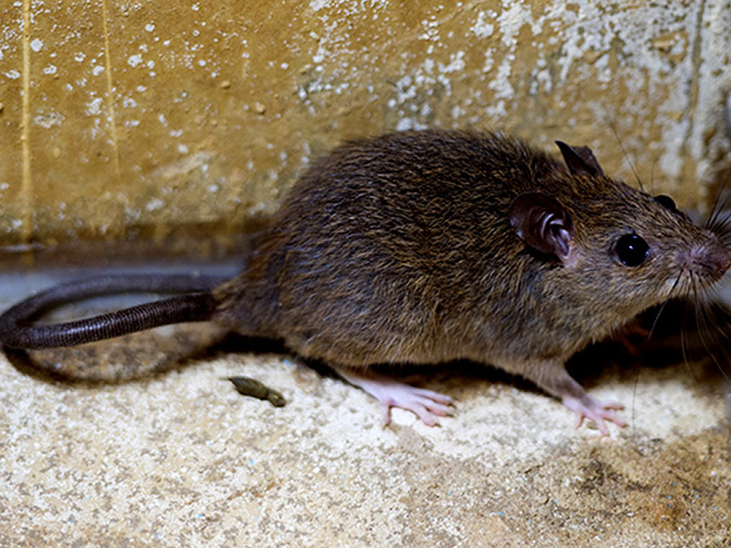 house-rat-or-black-rat