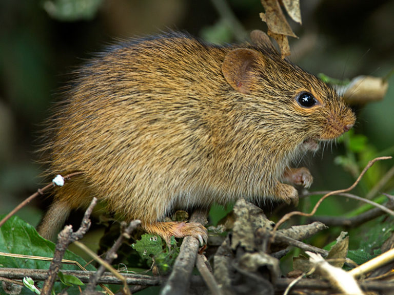 Indian Bush Rat mammals at Rajaji National Park | RAJAJI NATIONAL PARK