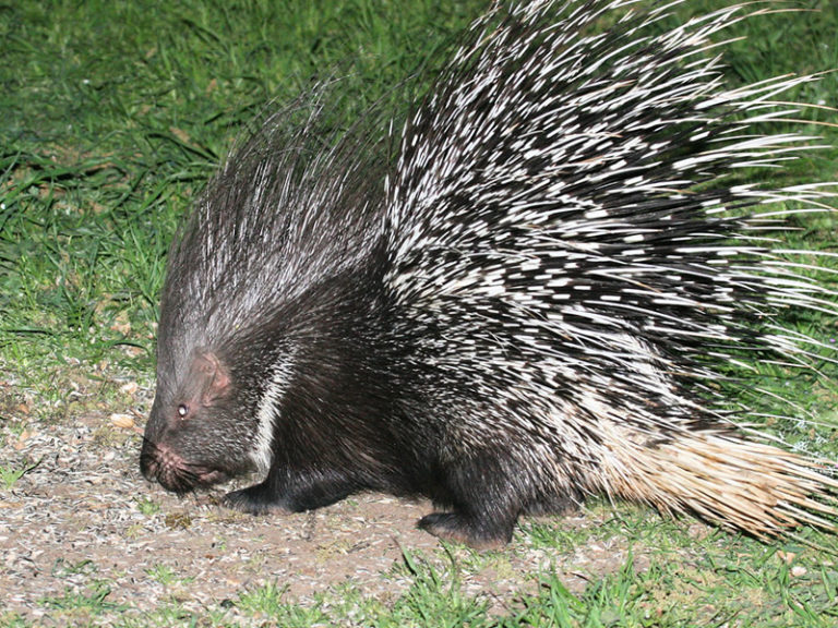 Indian Crested Porcupine mammals at Rajaji National Park | RAJAJI ...