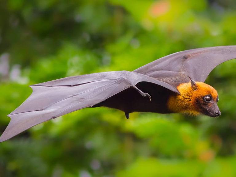 indian-flying-fox-mammals-at-rajaji-national-park-rajaji-national-park