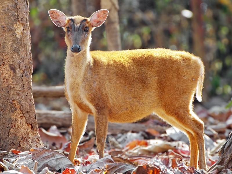 Indian Muntjac Mammals At Rajaji National Park RAJAJI NATIONAL PARK