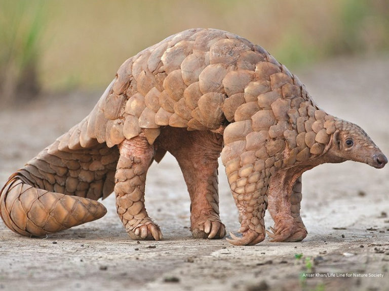 Indian Pangolin mammals at Rajaji National Park | RAJAJI NATIONAL PARK