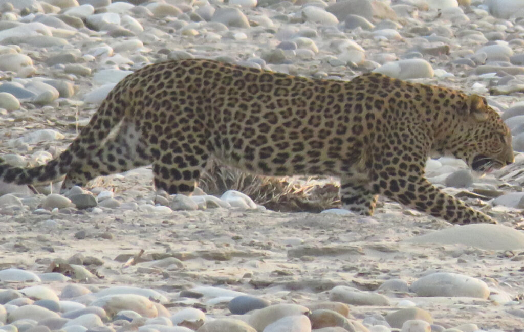 leopard at Rajaji