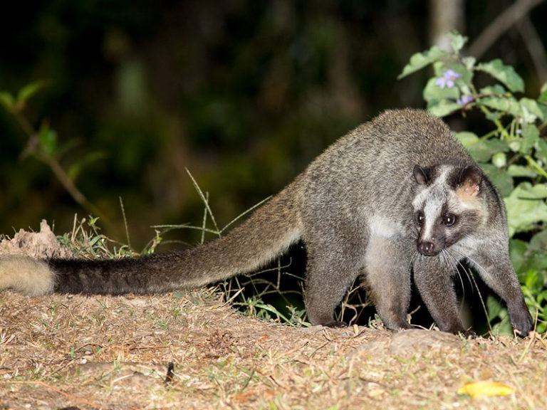 Masked Palm Civet Mammals At Rajaji National Park | RAJAJI NATIONAL PARK