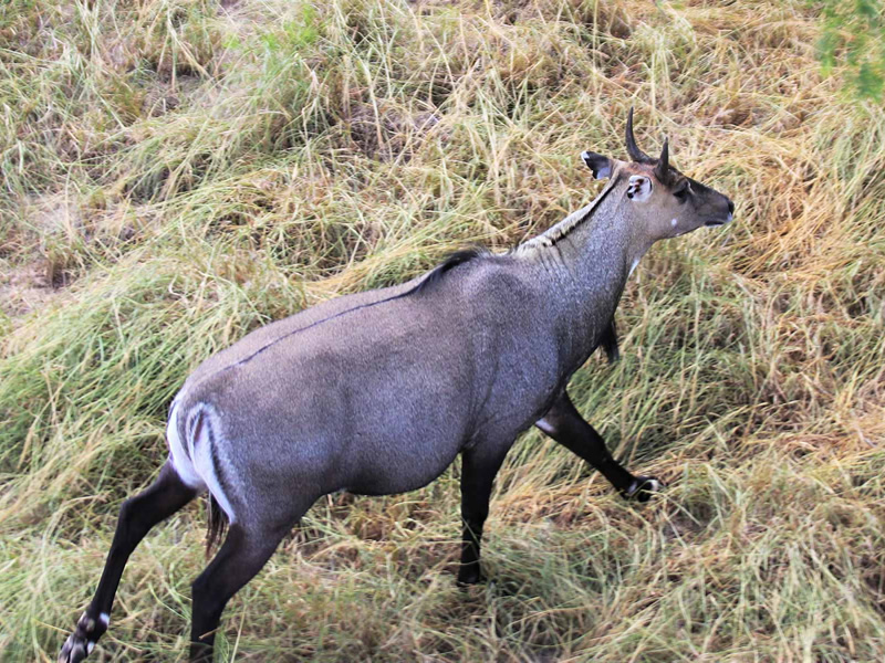 Nilgai mammals at Rajaji National Park | RAJAJI NATIONAL PARK