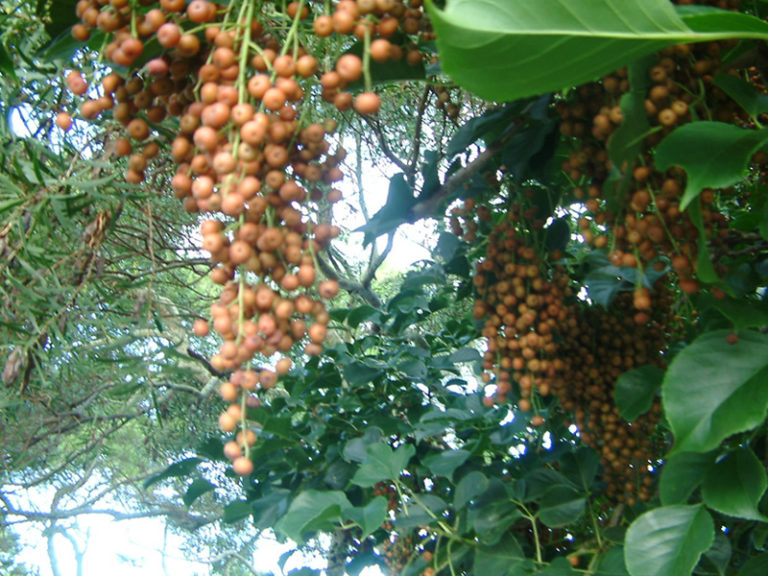 Paniala Tree at Rajaji National Park | RAJAJI NATIONAL PARK