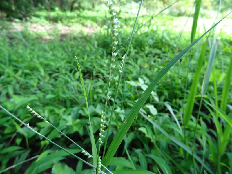 paspalidium-flavidum-grass