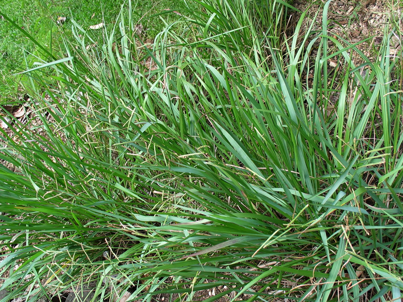 paspalum-scrobiculatum-grass