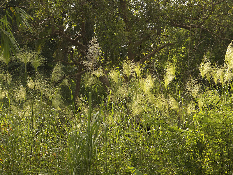 phragmites-karka-grass