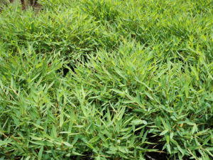 Pogonatherum Paniceum grass at Rajaji National Park | RAJAJI NATIONAL PARK