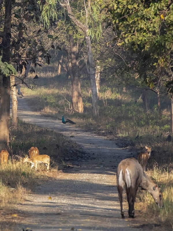 rajaji national park safari packages