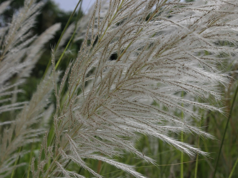 saccharum-bengalense-grass