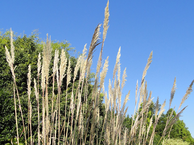 saccharum-rufipilum-grass