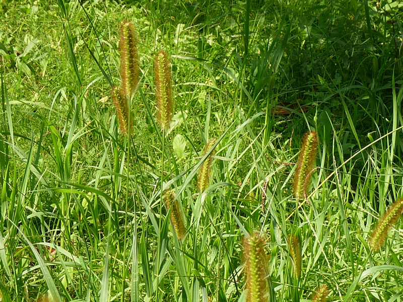 setaria-glauca-grass