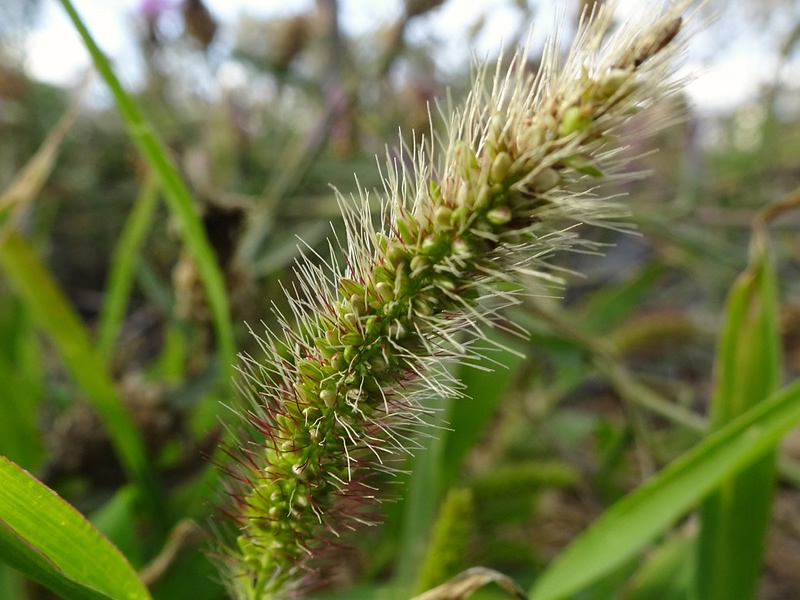 setaria-pumila-grass