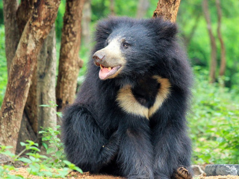 Sloth Bear mammals at Rajaji National Park RAJAJI NATIONAL PARK