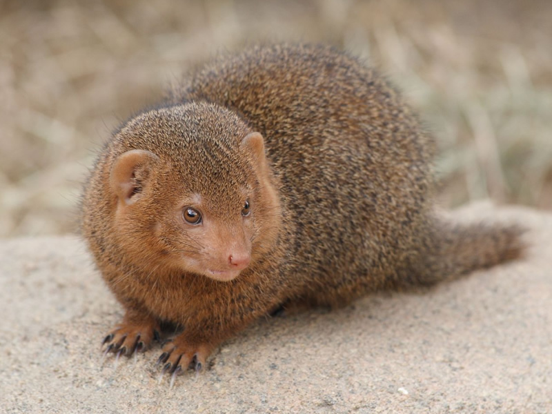 small-indian-mongoose