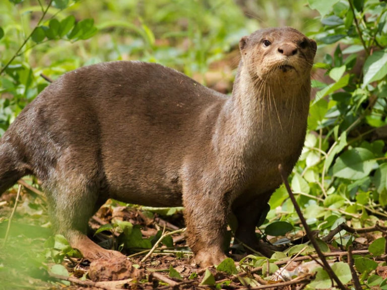 Smooth Coated Otter Mammals At Rajaji National Park Rajaji National Park